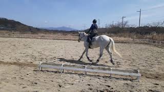 馬場馬術競技の部内戦に向けてA2課目経路を練習