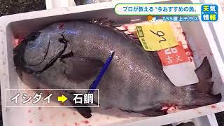 今、食べて美味しい「瀬戸内のイシダイ」　魚のプロがおすすめ