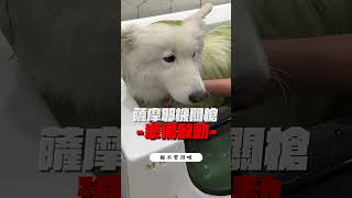 奇異狗汁？蔬狗汁？(薩摩耶多比Dobby is free)