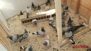 PIGEON LOFT -SEPTEMBER UPDATE - SLIDING DOORS-