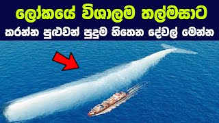 ලෝකයේ විශාලම තල්මසාට කරන්න පුළුවන් පුදුම හිතෙන දේවල් | Meet the biggest animal in the world