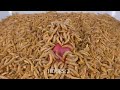 mealworms vs raw meat