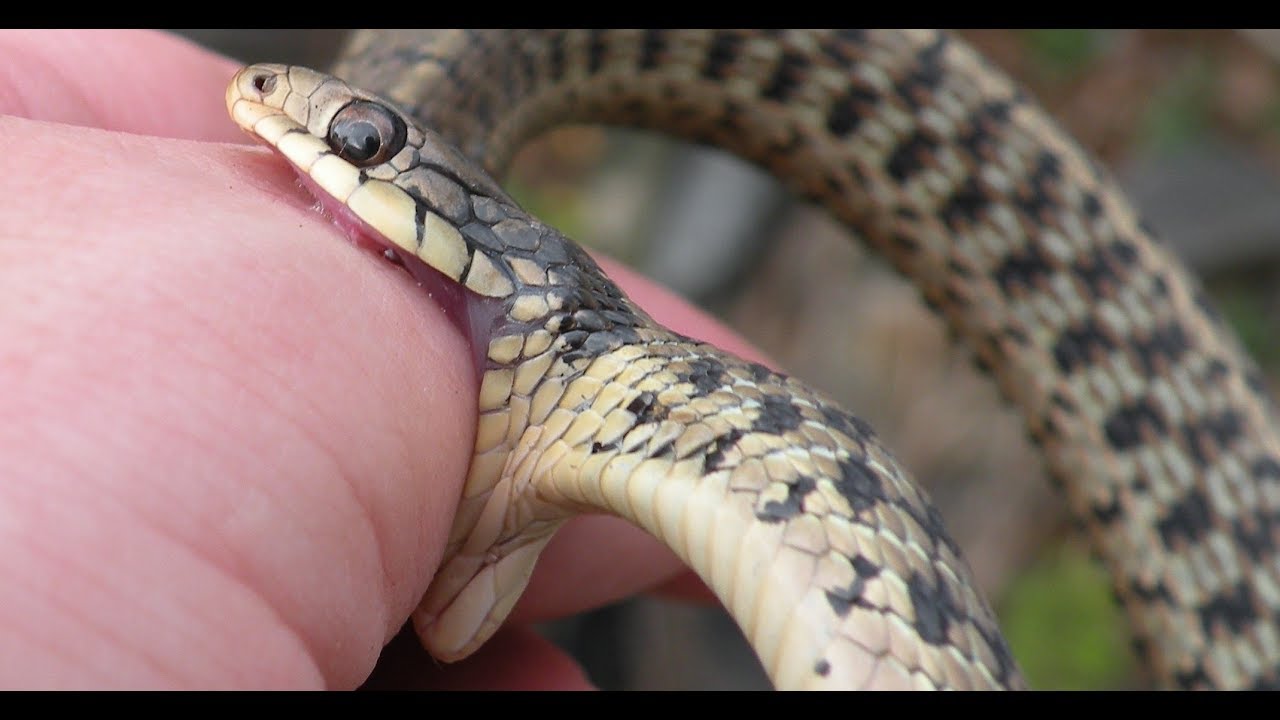 Backyard Herping (and Rambling) 2019. - YouTube