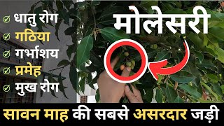 मोलसरी (बकुल) के फायदे | Spanish cherry Ayurvedic Benefits  | JadiButi Store