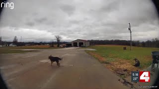 Dog seen on video with leg caught in hunting trap saved by St. Louis animal rescue