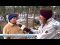 des sangliers dans les forêts du québec