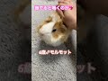 モルモットの鳴き声✨　 モルモット guineapig 鳴き声 かわいい shorts