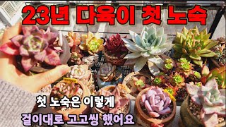 다육이 23년도 첫 노숙은 이렇게? 2월 걸이대 다육이들 succulent 多肉植物