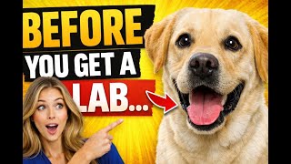 Before You Get a Labrador Retriever… Watch This First!