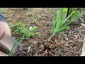 vanilla scented small growing rare crinum scillifolium