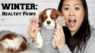 HOW TO: HEALTHY PAWS IN WINTER | Dog Boots | Tips \u0026 Tricks