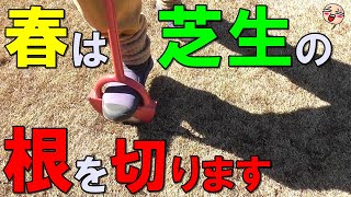 【芝生の根切り】春の芝生の更新作業をご紹介！ 根をぶった切って、芝生の生育を旺盛にする！[ 2023#01 ]