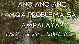 ANO ANO ANG MGA PROBLEMA SA PAG AMPALAYA / OLDER BITTER GOURD ENCOUNTERED PROBLEMS