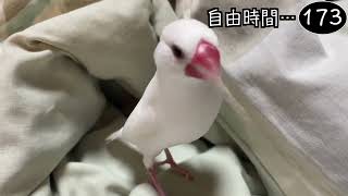 文鳥飼育日記シーズン2第611回目