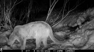 Mountain Lion (second lion, sniffing 2)