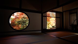 京都 源光庵 紅葉(4K) カエデ・エリシア京都 caede|L’ELISIR KYOTO[Genkoan, Kyoto Red Leaves]