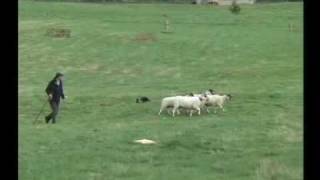 English National Sheepdog Trials 2007 - Vic Morris