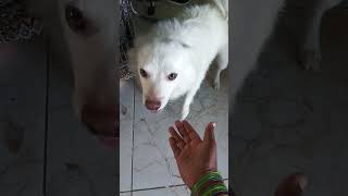 చోటుకి ఉన్న అలవాటు#dog #petsvlog