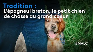 Tradition : l'épagneul breton, le petit chien de chasse au grand cœur _copy