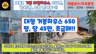 김천시 대항면 대룡리, 수확 최고의 거봉 포도 대형하우스, 650평, 당 45만 급매입니다.