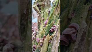 Uchovec bazový - Judášovo ucho - Auricularia auricula-judae I Fungus in the Slovakia forest I 4K HD