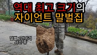 역대 최고크기의 메가톤급 말벌집 제거했습니다. 1만마리는 들어있는거같습니다. /말벌제보010 6403 8069