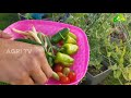 റിനി ജോബിയുടെ കാനഡയിലെ അടുക്കളത്തോട്ടം kerala style home kitchen garden in canada