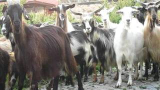 A huge variety of Bulgarian goats...