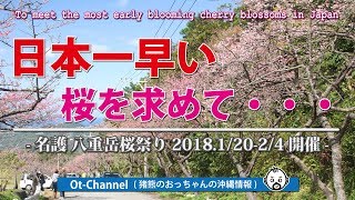 【Ot-Channel】日本一早い桜を求めて…　八重岳桜祭り2018年1月20日〜2月4日開催