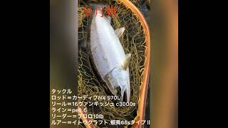 皐月鱒　サツキマス　幻の魚