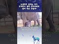 소생하지 못하는 아기 코끼리가 엄마 코끼리에게 깔려 죽은 것일까