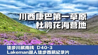 徒步西藏D40-3 冰雹到来前搭建好帐篷今天的营地在一片杜鹃花之中