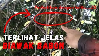 TERLIHAT JELAS ‼️ LANGSUNG SERGAP BIAWAK SUPER BABON