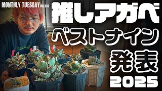 【アガベ】2025年の推しアガベ！ベスト９を紹介します！