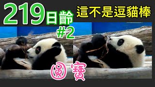 圓寶 手拿大樹皮棒咬咬樂,彪爸小窗關察圓寶 219日齡#2,Giant Panda Yuan Bao ,Taipei Zoo, 臺北市立動物園貓熊