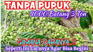 CARA MERAWAT KOPI ANPA PUPUK 4000 RIBU BATANG 3 TON SEPERTI INI CARANYA..