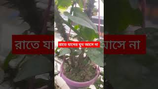 রাতে যাদের ঘুম আসে না তারা এই আমলটি শুধুমাত্র ১বার করে ফল দেখুন🥰 #shorts #youtubeshorts #islamic