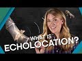 What Is Echolocation? | The Travel Edit