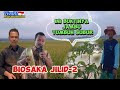 BUKTI BIOSAKA JILID-2!! Tanaman Jambu Tumbuh Subur#biosaka#hanikchannel