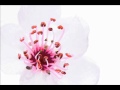 Miko's BeatZ - Japanese Flower