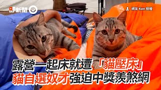 露營一起床就被貓壓床🐱 虎斑貓自選奴才強迫中獎｜寵物動物｜貓咪｜精選影片