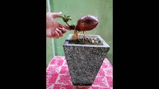 Coconut Bonsai