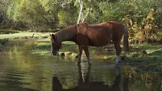 New Forest Ponies 2021