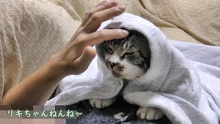 パパが寝るのを見守るつもりが自分が眠くなる猫リキちゃん☆猫の添い寝【リキちゃんねる　猫動画】Cat video　キジトラ猫との暮らし