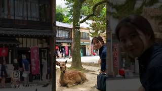 #miyajima #미야지마#일본여행 #히로시마여행