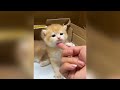 かわいらしい子猫たちがあなたの心を溶かします ♥