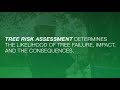 Davey Commercial Tree Care: Tree Risk Assessment & Management