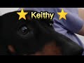 Keithy #dachshund #shorts capcut edits and mini compilations ❤️