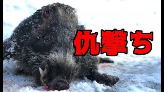 【閲覧注意】猟犬とゆく猪猟　 Part84 　100kg級の大猪