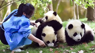 🐼 Too Funny! Funny moments of Panda and Breeder-Panda Funny Video